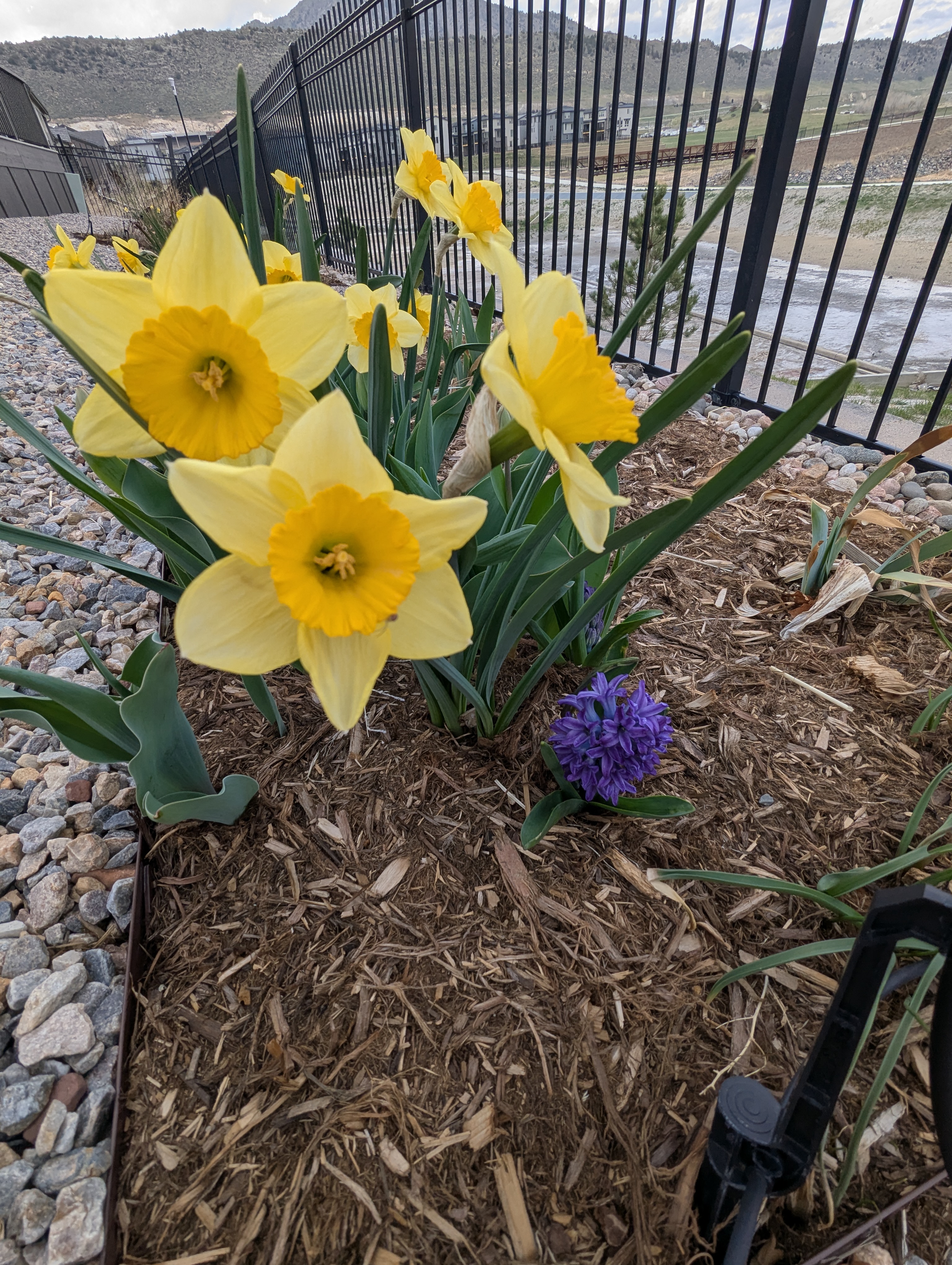 Garden, Flowers, Morrison, Colorado
